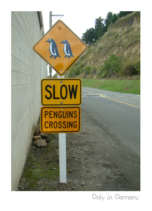 PC42 - Penguin Crossing - Only in Oamaru