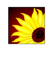 Wholesale Greeting Cards. Sunflower image on greeting card / notecard suitable for all occasions - by Peter Karsten