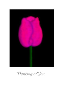 Tulip Thinking of You Greeting Card.  Blank on the inside.